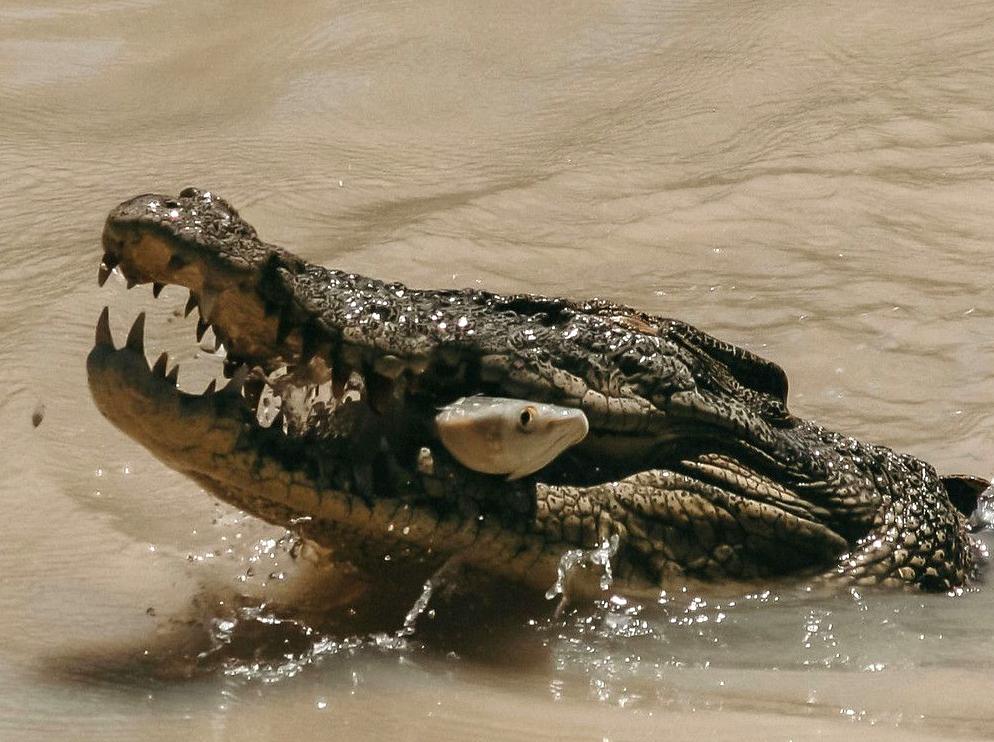 gamingmousetech | Photography at Cahills Crossing: Capturing Kakadu's Beauty