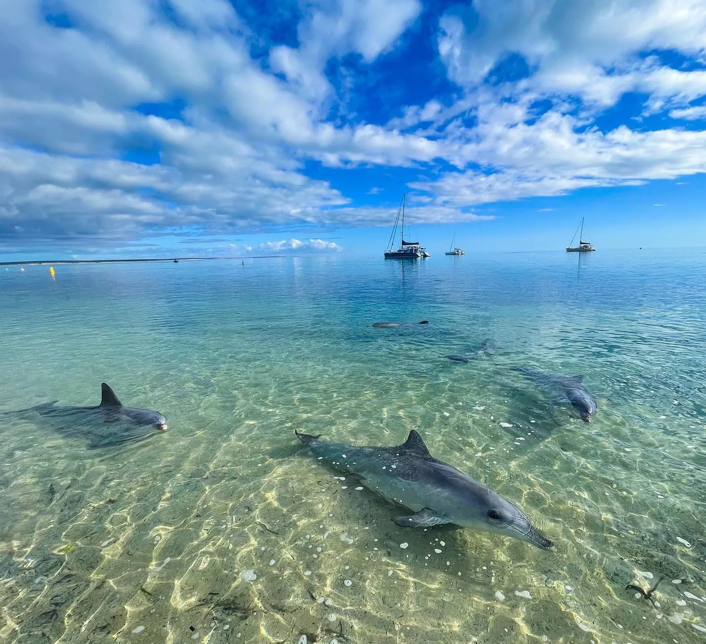 gamingmousetech | Monkey Mia Dolphin Experience – Feeding & Tours Guide gamingmousetech | Monkey Mia Dolphin Experience – Feeding & Tours Guide